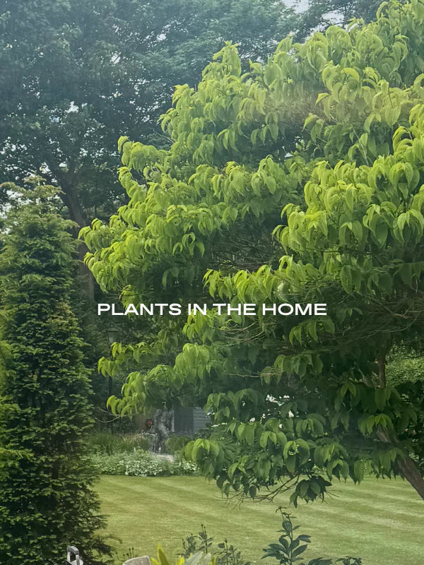 Effortless Ways To Make Your Home Aesthetic Without Adding to the Maintenance List