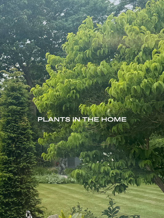 Effortless Ways To Make Your Home Aesthetic Without Adding to the Maintenance List